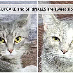 Thumbnail photo of Cupcake & SPrinkles #1