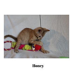 Thumbnail photo of Honey #3