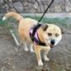 Thumbnail photo of Sadie - Lovely and Smart Girl who loves kids! Potty Trained and Dog Friendly! #1