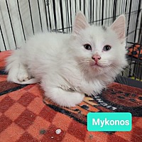 adopt a pet