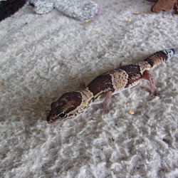 Thumbnail photo of Leo(Leopard Gecko) #2