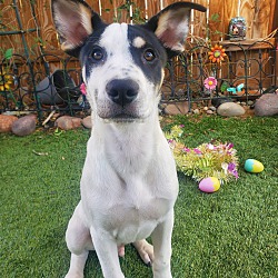 Photo of Oreo