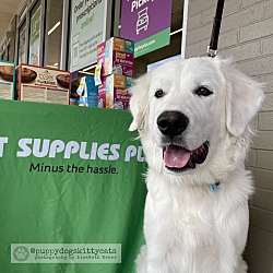 Photo of Yogie Wags FKA Scottie