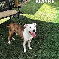Thumbnail photo of Blayne #4