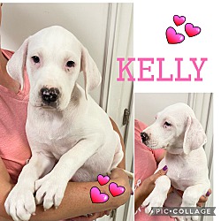 Thumbnail photo of KELLY #1