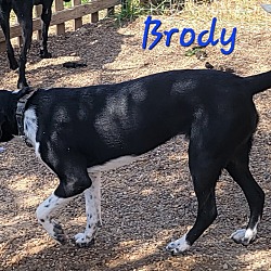 Thumbnail photo of Brody #3