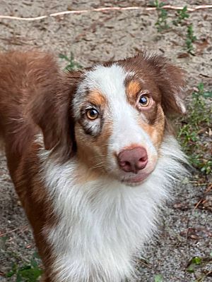 DUNNELLON, FL - Australian Shepherd. Meet Feather a Pet for Adoption ...