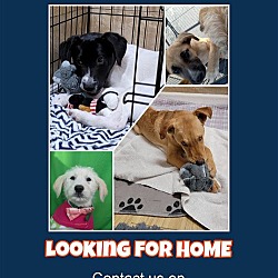 Photo of Dogs need homes