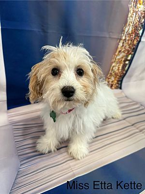 West Milford, NJ - Bichon Frise/Miniature Poodle. Meet Miss Etta Kette ...