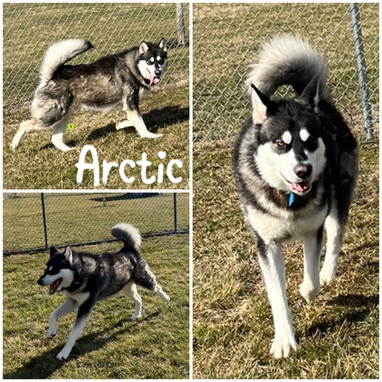 Thumbnail photo of Arctic #1