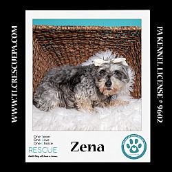 Thumbnail photo of Zena (Bonded Pair with Sweet Pea) 030224 #1