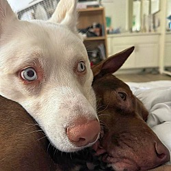 bonded pet photo