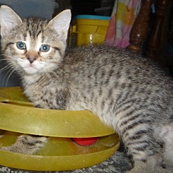 Thumbnail photo of Pixiebob/Bengal mix kittens #1