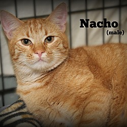 Thumbnail photo of Nacho #2