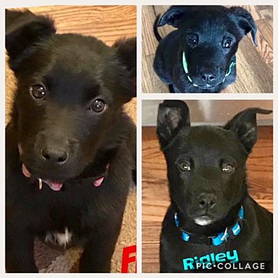 german shepherd puppies windsor