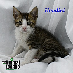 Thumbnail photo of Houdini #2