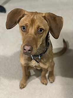 Petsmart clearance busy buddy