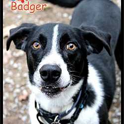 Thumbnail photo of Badger #1