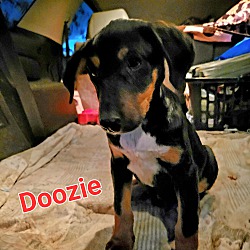 Photo of Doozie