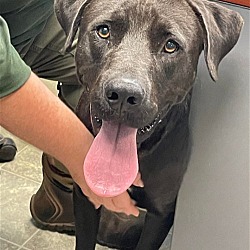 Photo of Blue: At the Shelter