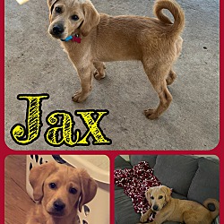 Photo of Jax