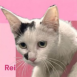 Thumbnail photo of Rei #4