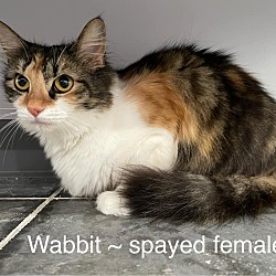 Photo of Wabbit
