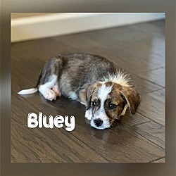 Photo of Bluey