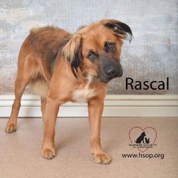 Thumbnail photo of Rascal #1