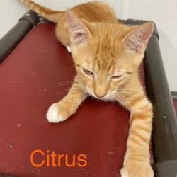 Thumbnail photo of Citrus #1