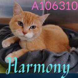 Thumbnail photo of Harmony #2