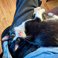adopt a pet