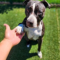 adopt a pet