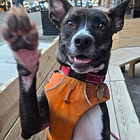 adopt a pet