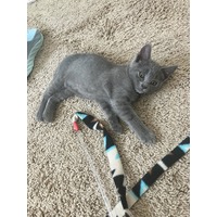 adopt a pet
