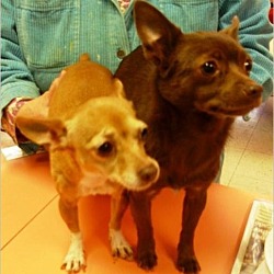 Photo of Snickers (on the RIGHT)