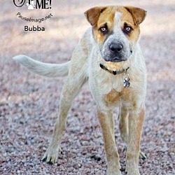 Thumbnail photo of Bubba (Courtesy Listing) #3