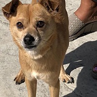 Chester Shiba Inuchihuahua Mix Male A Wish For Animals