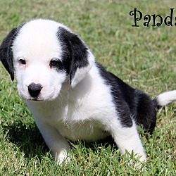 Thumbnail photo of Panda~adopted! #4