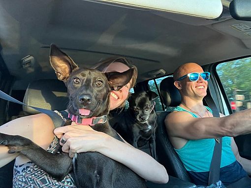 New Paris, IN - Xoloitzcuintle/Mexican Hairless/Mutt. Meet Paris a Pet ...