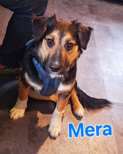 Thumbnail photo of Mera #1