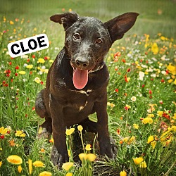 Thumbnail photo of Cloe #1