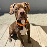 adopt a pet