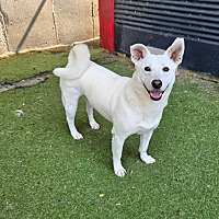 adopt-pet
