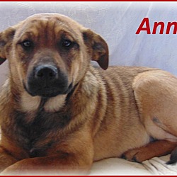 Thumbnail photo of Annie-Adoption Pending #3