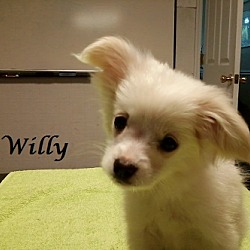Thumbnail photo of Willy #1