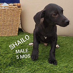 Photo of Shailo
