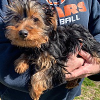 Beebe Humane Society's Desperate House Dogs (PA) in Harrisburg, Pennsylvania