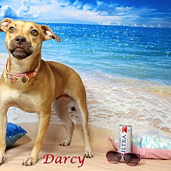 Thumbnail photo of Darcy~adopted! #1