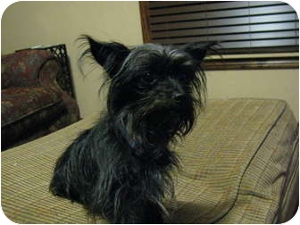 Hartford Ct Affenpinscher Meet Zoe A Pet For Adoption Adopted